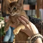 абиссинские котята питомник Sunny Bunny