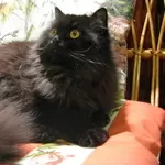 британские котята Хайлендер