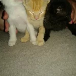 три котенка-подкидыша ищут дом
