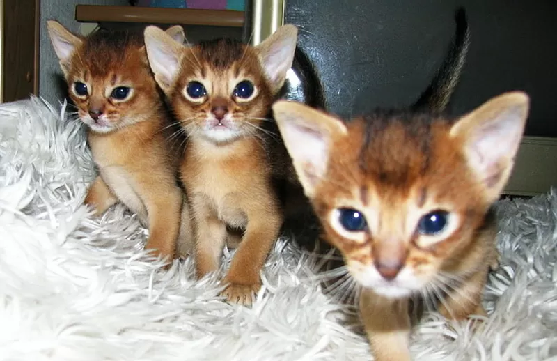 Абиссинские котята тут. Питомник абиссинских кошек #sunnybunny.by  5