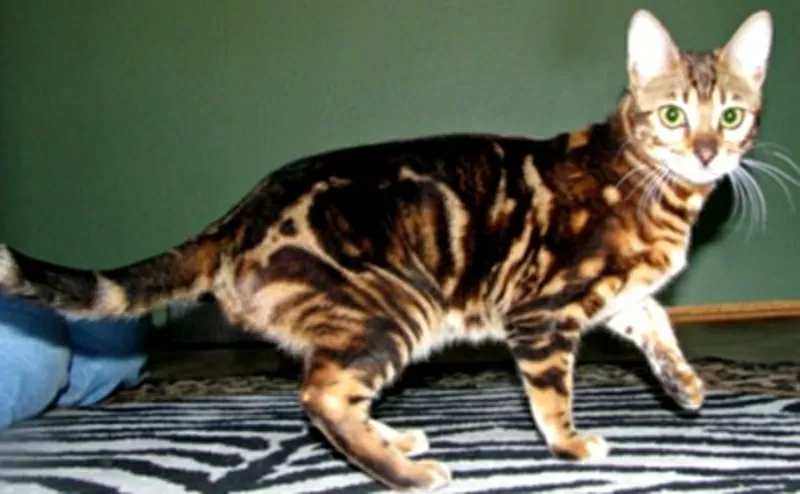 Бенгальские котята мраморного окраса от титулованных производителей 2