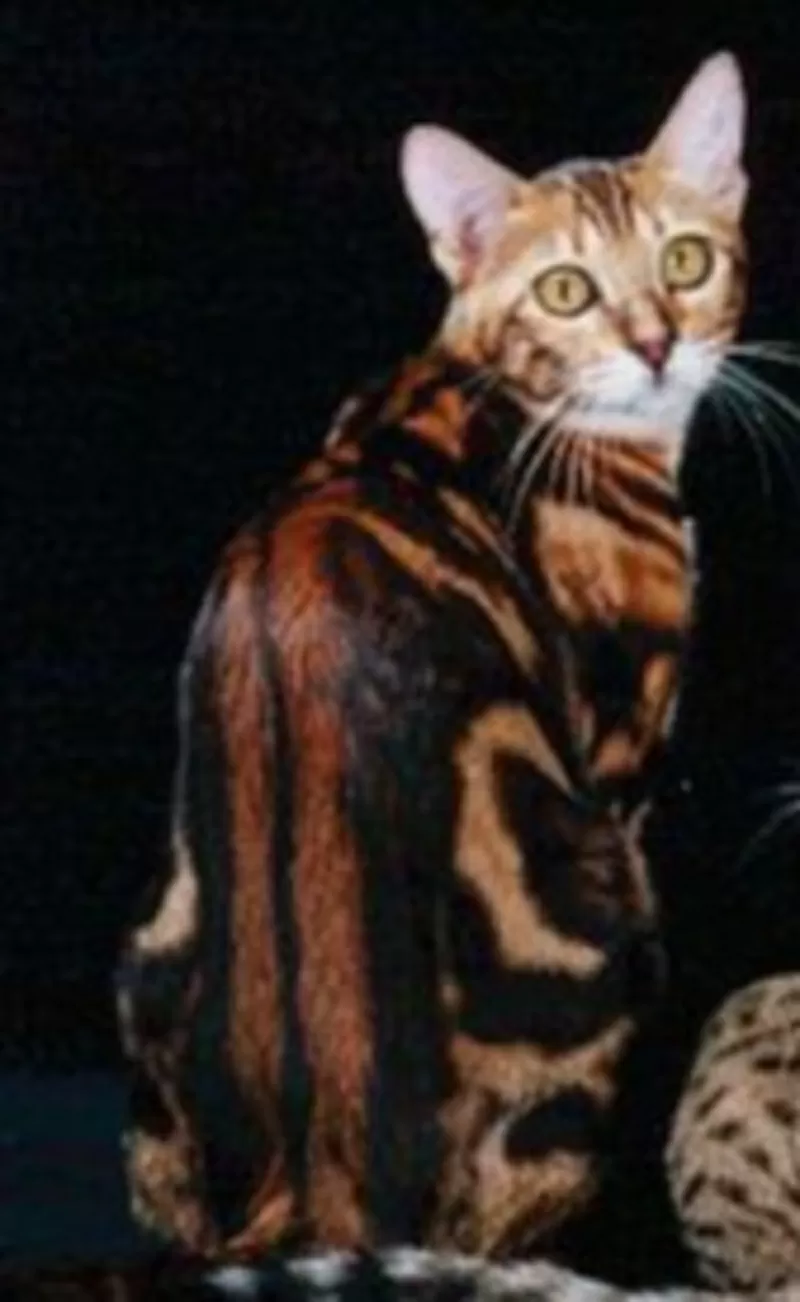 Бенгальские котята мраморного окраса от титулованных производителей 3